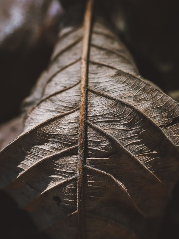 CRACKED LEAF