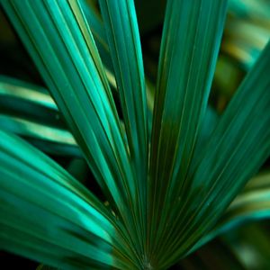 NATURE HELP 10 ARTISTA GLORIA RIMES