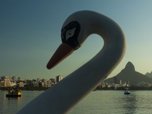 O CISNE, A LAGOA E O MORRO