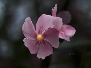 SHE IS ROSE
