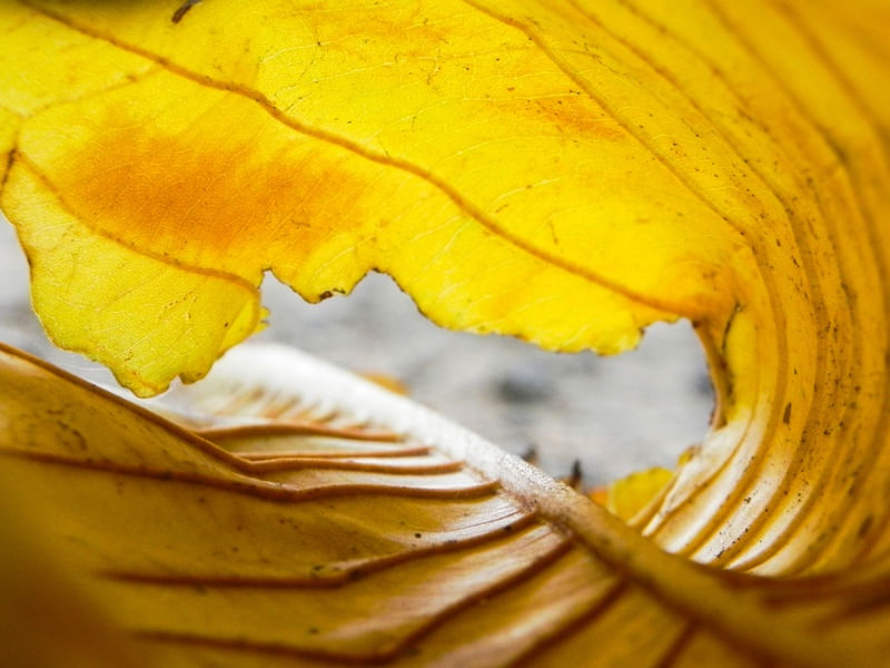 YELLOW SHEET