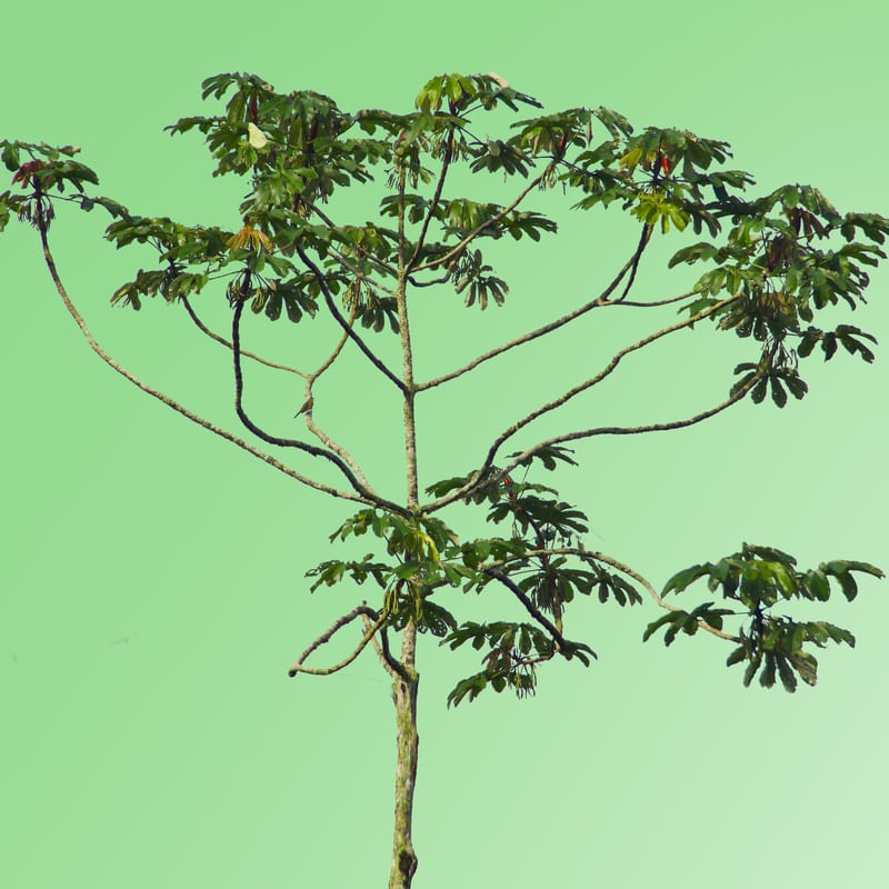 NATUREZA - 3650C