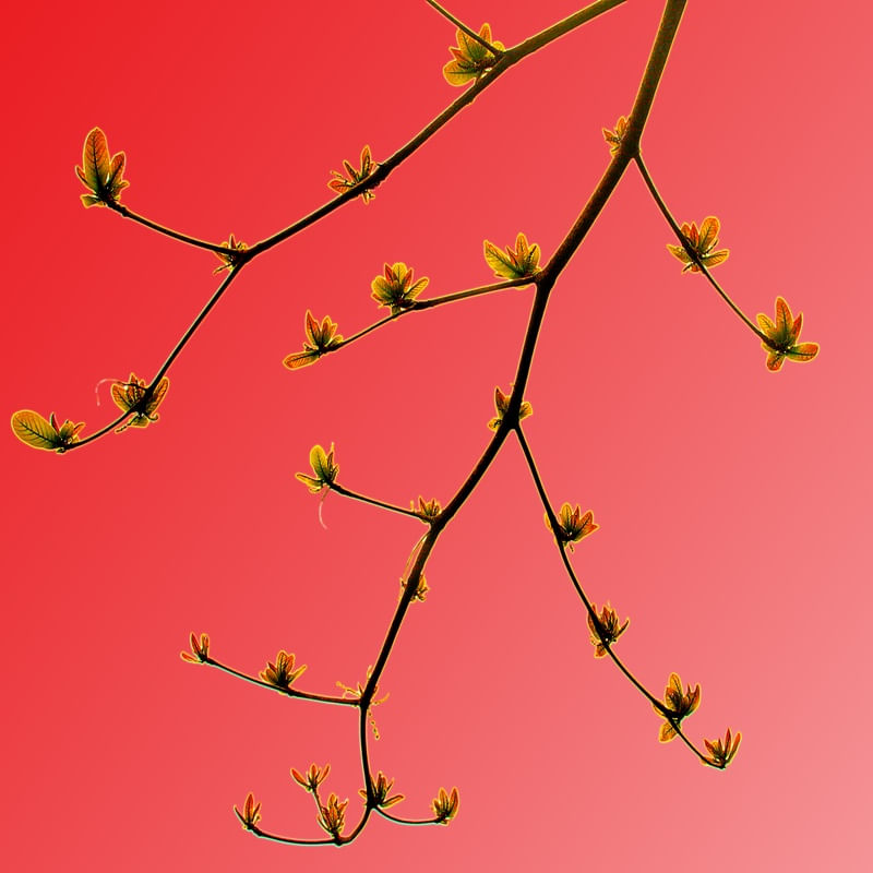 NATUREZA - 7502