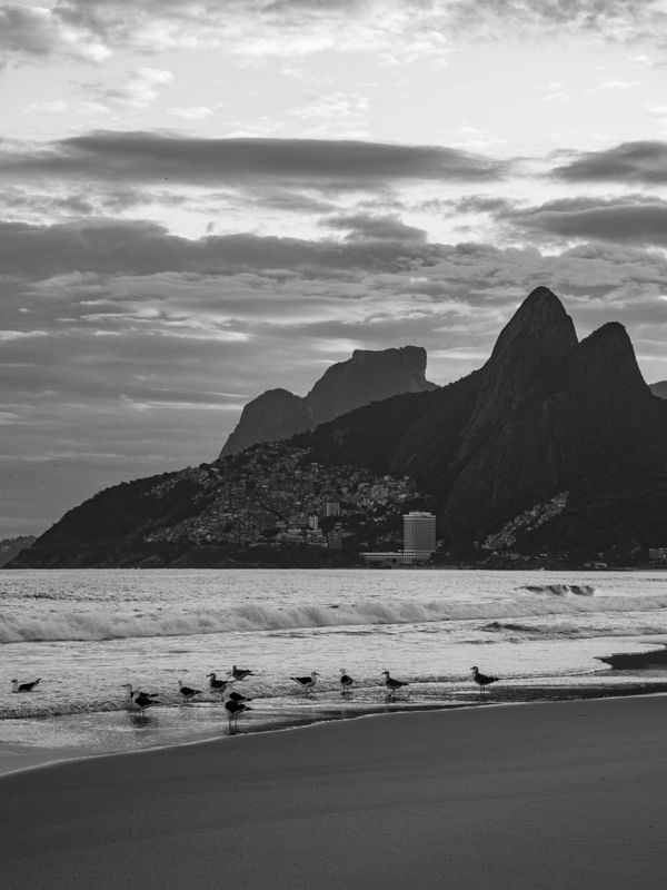 GAIVOTAS NA PRAIA DE IPANEMA