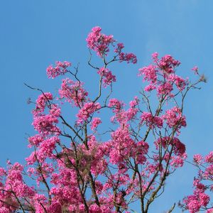 RJ - IPÊ ROSA COM FUNDO AZUL