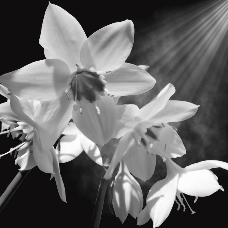 EUCHARIS