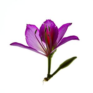 PATA DE VACA ROSA 0658