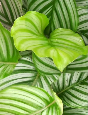 BOTANICALGEO
