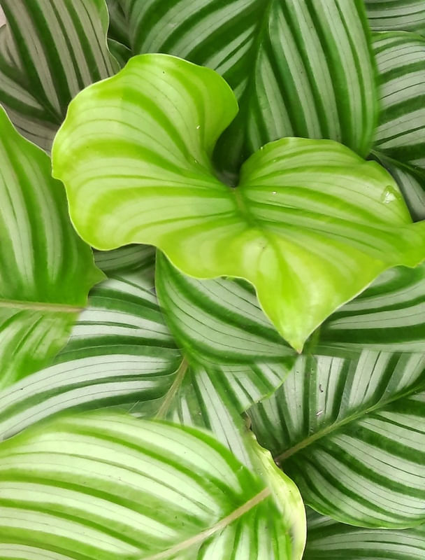 BOTANICALGEO