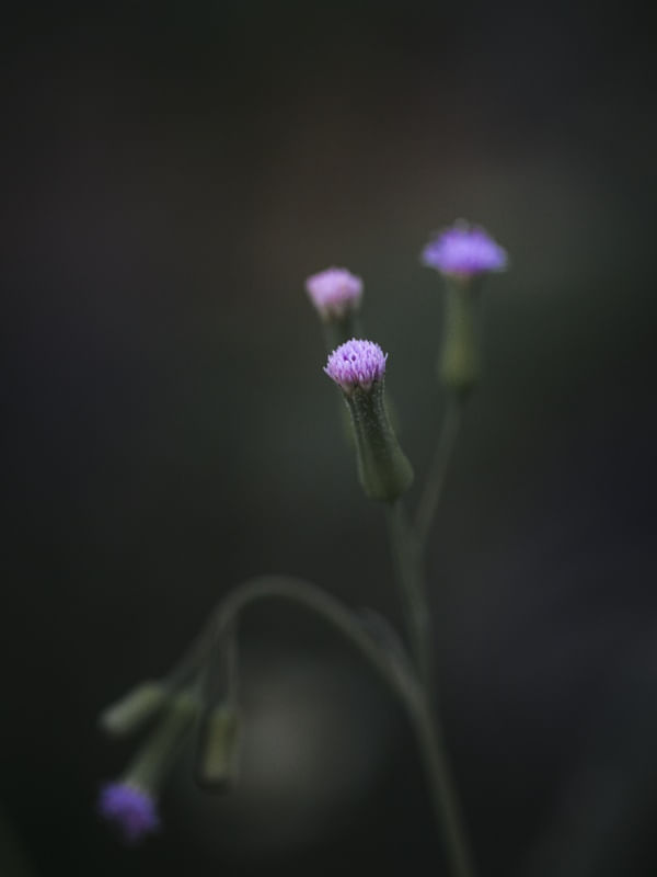 SMALL DETAILS