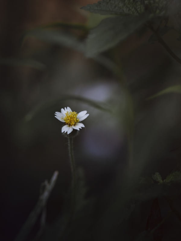 LONELY DARK FLOWER