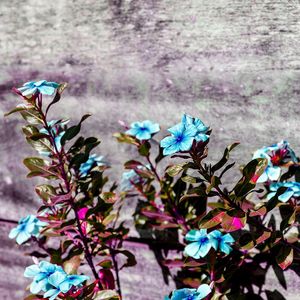 VINCA