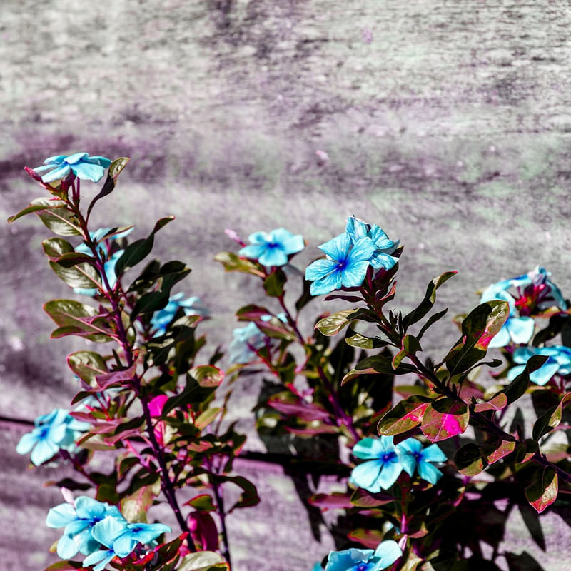 VINCA