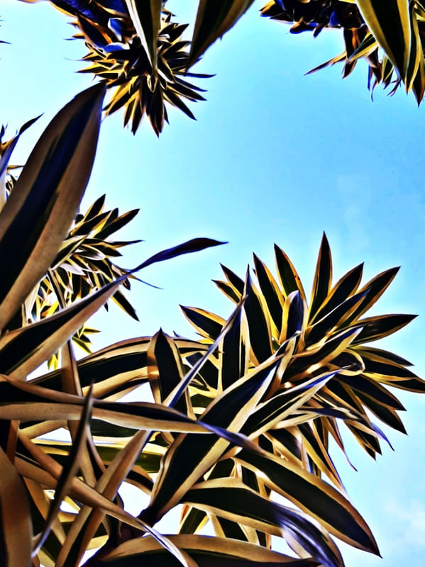 FOLHAS DRACENA