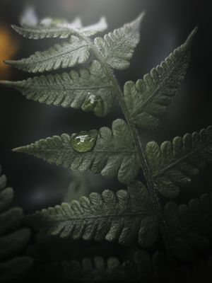 GREEN TEARS