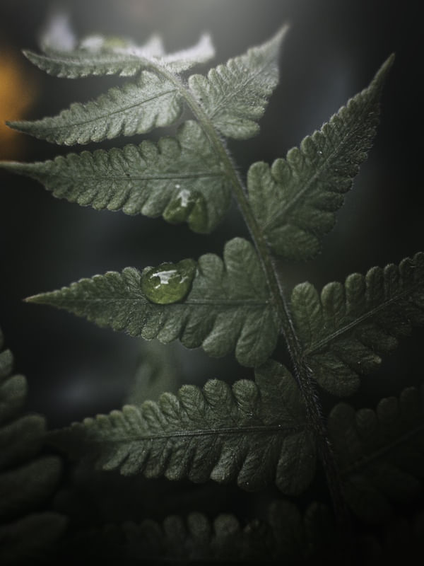 GREEN TEARS