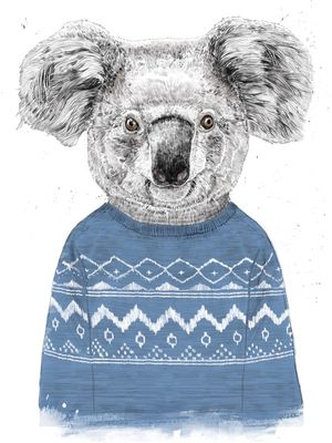 WINTER KOALA