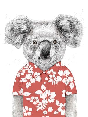 SUMMER KOALA