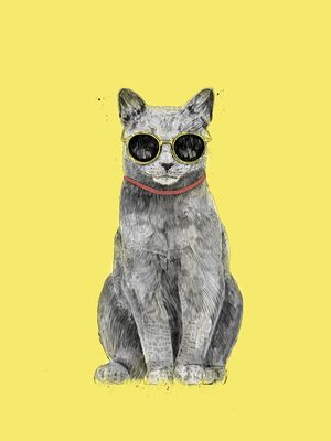 SUMMER CAT