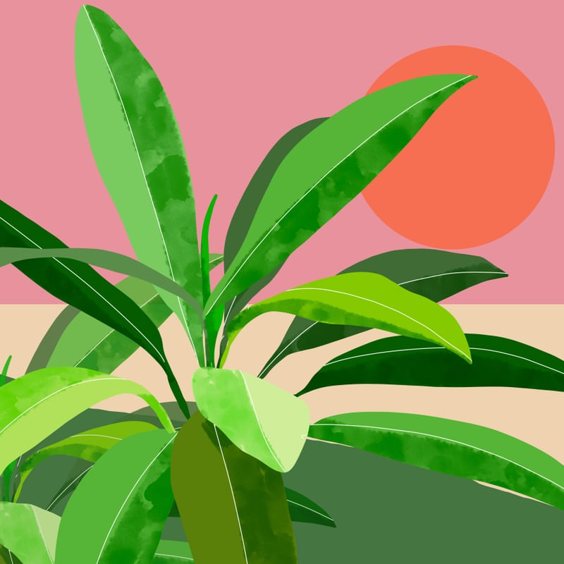 TROPICAL PLANT