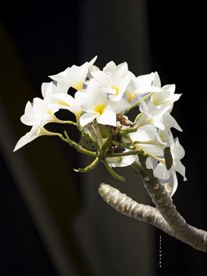 BUQUET BRANCO