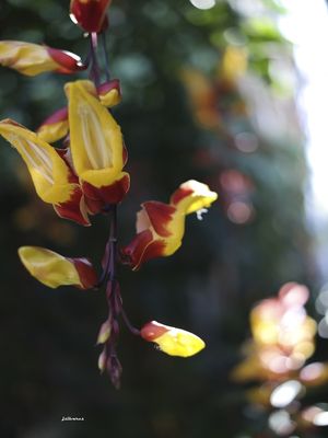 FLOR SAPATINHO