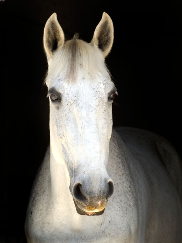 WHITE HORSE FRONT