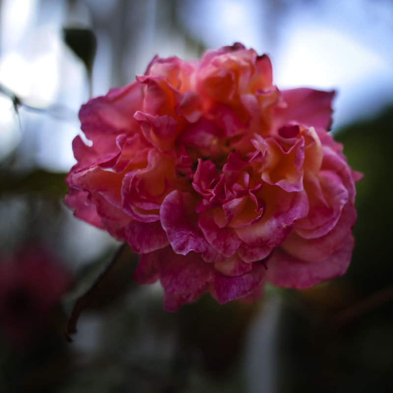 ROSA BELA