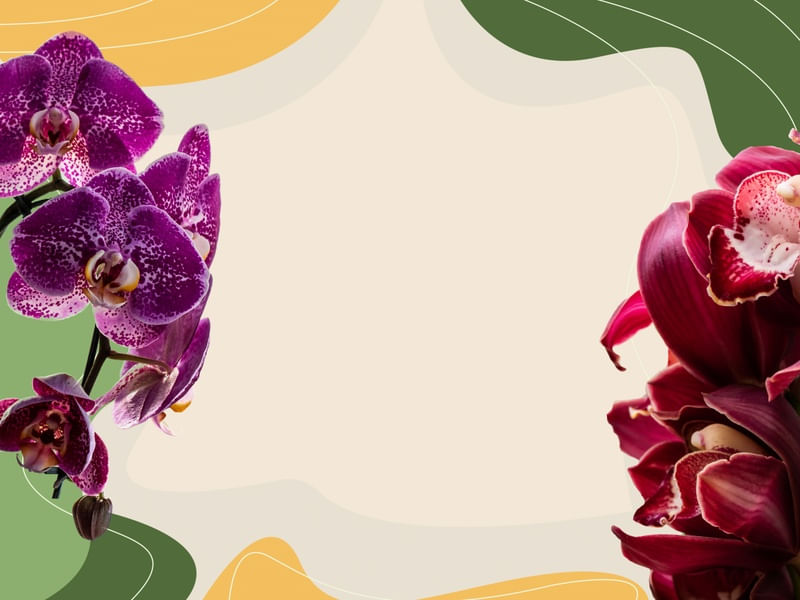 ORQUIDEAS COLORIDAS COM FUNDO ABSTRATO