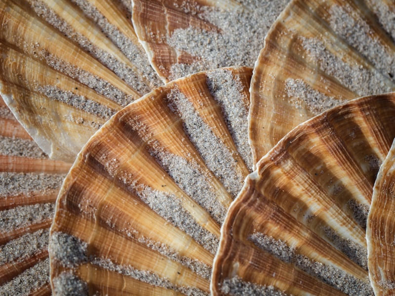 CARAMEL SHELLS