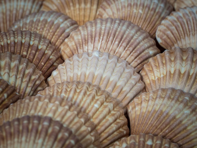 SEA OF SHELLS