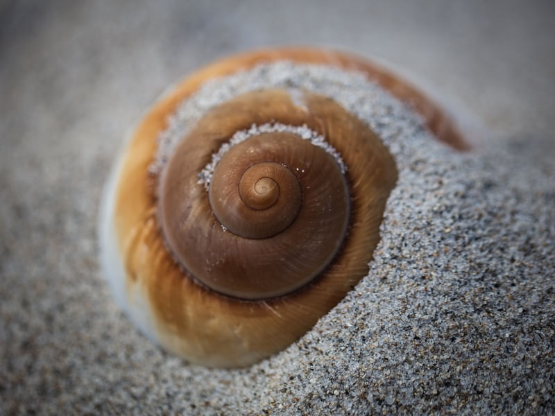 CARAMEL SHELL SOLO