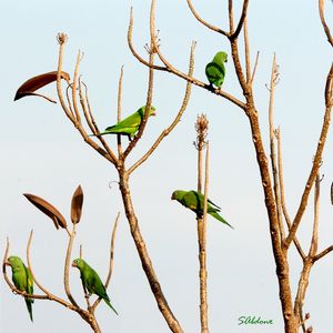 PERIQUITOS - NATUREZA