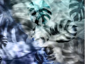 MONSTERA BLUE 5