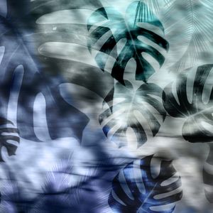 MONSTERA BLUE 4