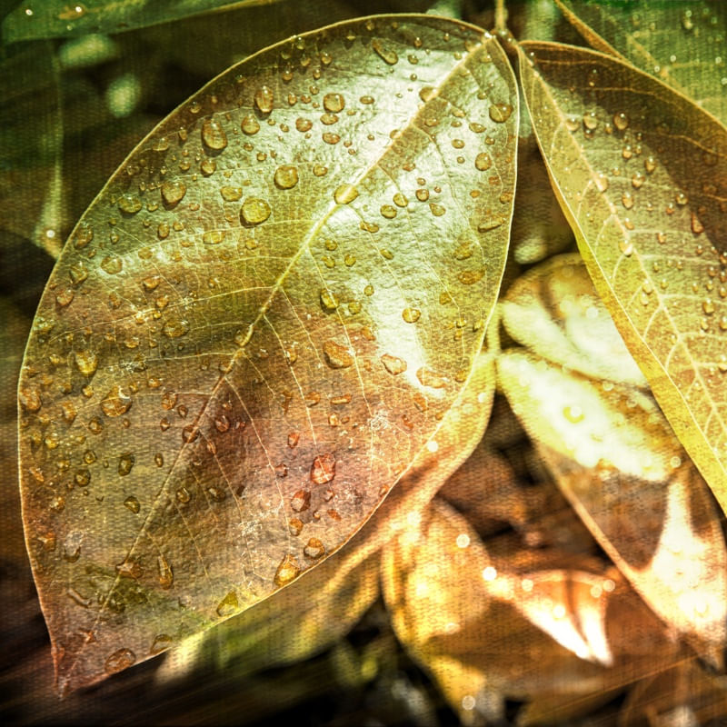 BIOPHILIC 4