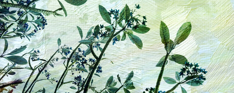 BLU FIORE 2