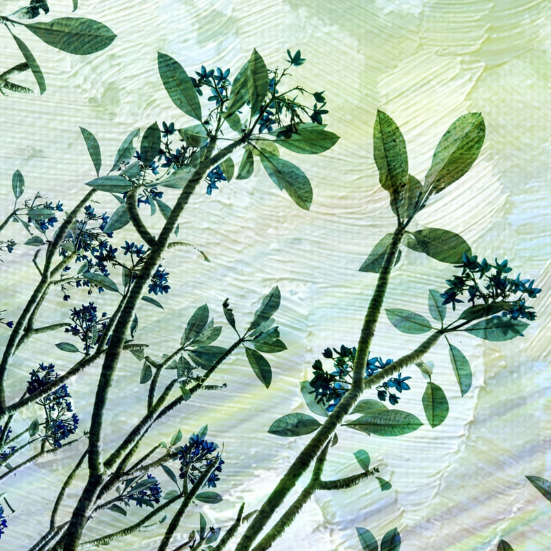 BLU FIORE 4