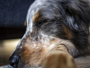 DOG DORMINDO