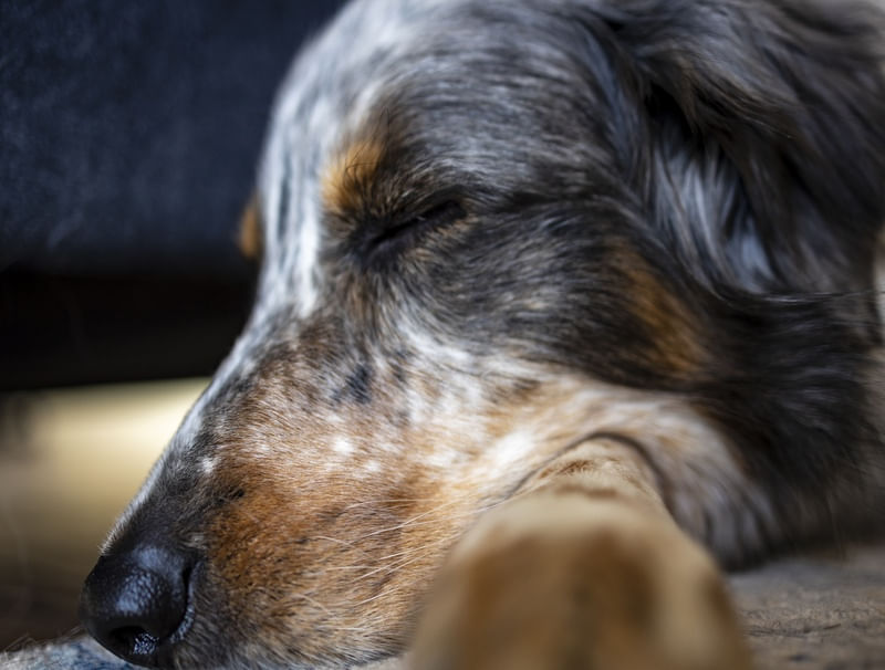 DOG DORMINDO