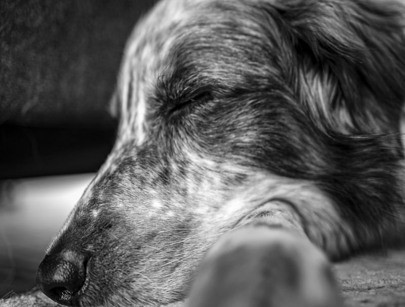 DOG NAP