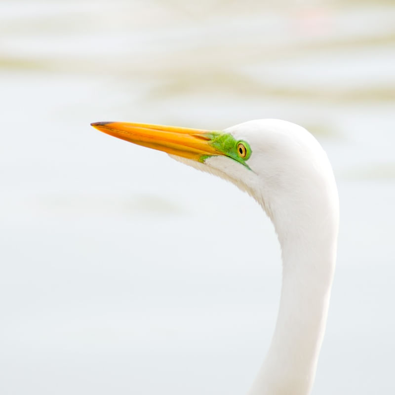 GARÇA BRANCA GRANDE CLOSE-UP