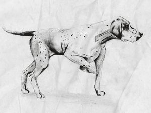 THE BLACK AND WHITE DOG