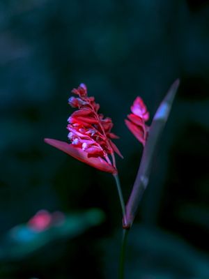 RJ - FLOR DO MATO