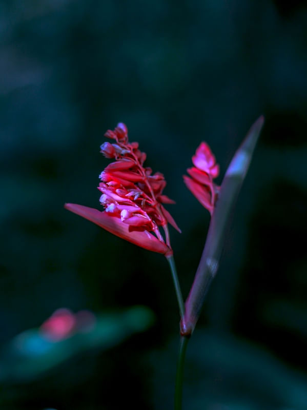 RJ - FLOR DO MATO