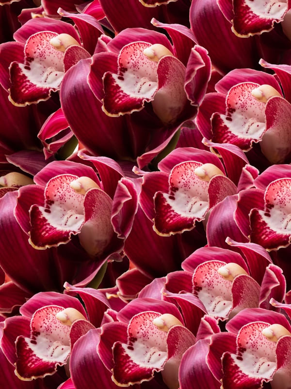ORQUIDEAS CYMBIDIUM VERMELHAS AMONTOADAS