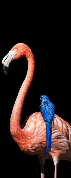 FLAMINGO E ARARA AZUL