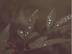 GOTAS DE FELICIDADE II