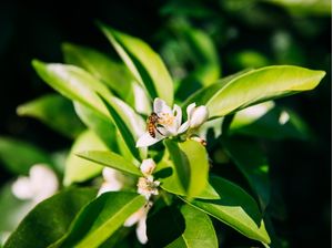 FLOR BRANCA E ABELHA