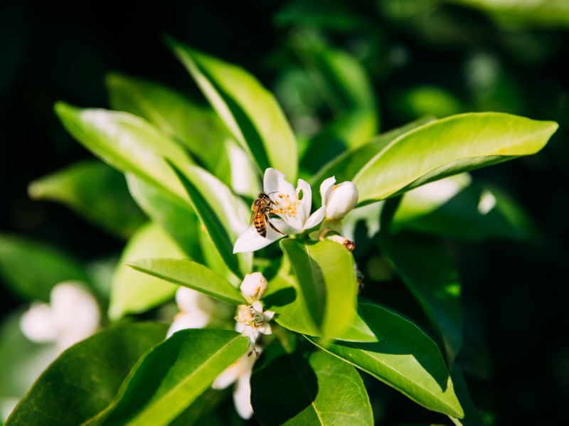 FLOR BRANCA E ABELHA